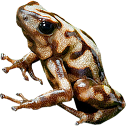 Campana Auratus